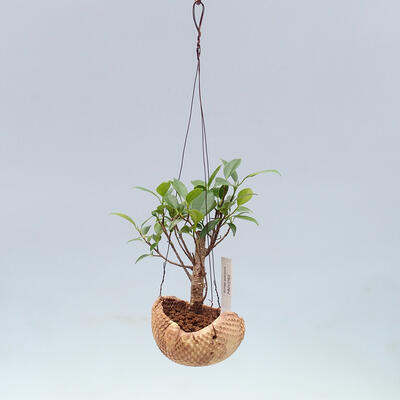 Kokedama in ceramics - small-leaved ficus - Ficus kimmen - 2