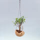 Kokedama in ceramics - small-leaved ficus - Ficus kimmen - 2/2