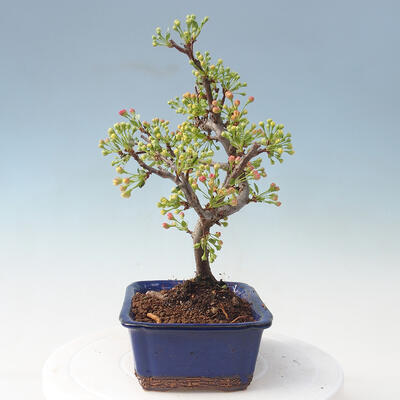 Outdoor bonsai - Malus sargentii - Small-fruited apple tree - 2