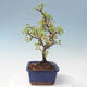 Outdoor bonsai - Malus sargentii - Small-fruited apple tree - 2/6