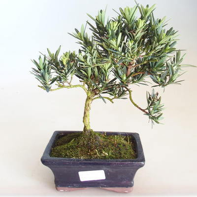 Indoor bonsai - Podocarpus - Stone yew PB2201177 - 2