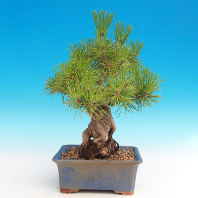 Pinus thunbergii - Pine thunbergova - 2