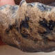Ceramic shell 5.5 x 5 x 4 cm, brown-blue color - 2/3