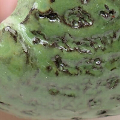 Ceramic shell 7.5 x 7 x 4.5 cm, color green - 2