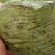 Ceramic shell 7 x 8.5 x 5.5 cm, color green - 2/3