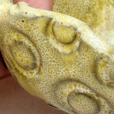 Ceramic shell 7.5 x 7 x 3.5 cm, color yellow - 2