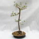 Outdoor bonsai forest -Borovice - Pinus sylvestris - 2/5