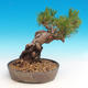 Pinus thunbergii - Pine thunbergova - 2/3