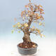 Outdoor bonsai - Carpinus Coreana - Korean hornbeam - 2/5