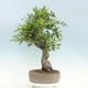 Outdoor bonsai Quercus Cerris - Oak Cer - 2/4