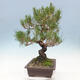 Outdoor bonsai - Pinus thunbergii - Thunbergia pine - 2/5