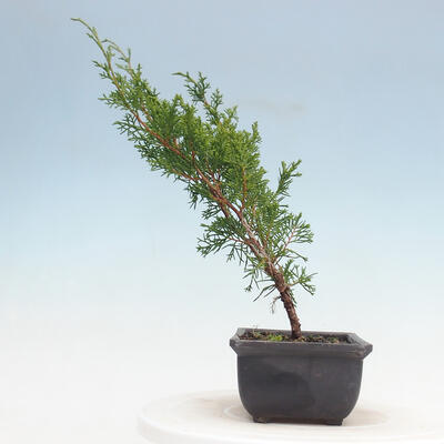 Outdoor bonsai - Juniperus chinensis Itoigawa-Chinese juniper - 2