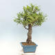Outdoor bonsai Quercus Cerris - Oak Cer - 2/4