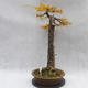 Outdoor bonsai -Modřín opadavý- Larix decidua - 2/7