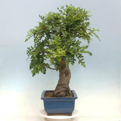 Outdoor bonsai Quercus Cerris - Oak Cer - 2