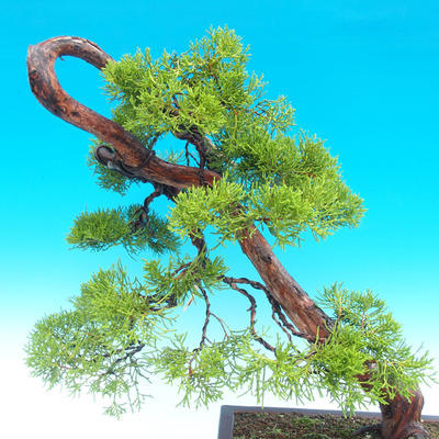 Outdoor bonsai - Juniperus chinensis Chinese -Jalovec - 2
