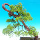 Outdoor bonsai - Juniperus chinensis Chinese -Jalovec - 2/3