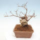 Outdoor bonsai - beautiful Callicarpa - 2/6
