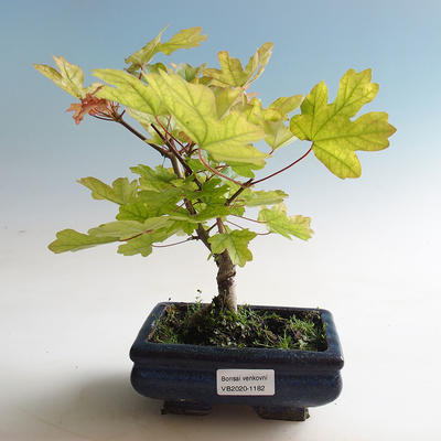 Outdoor bonsai-Acer campestre-Babyka maple - 2
