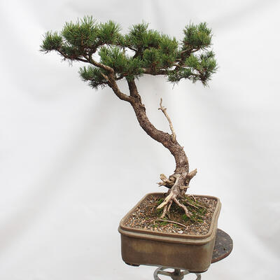 Outdoor bonsai - Mud pine - Pinus uncinata - 2