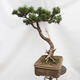 Outdoor bonsai - Mud pine - Pinus uncinata - 2/5