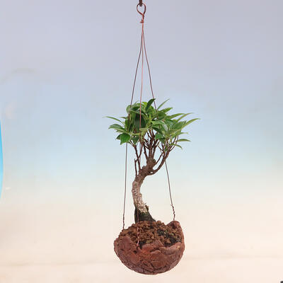 Kokedama in ceramic - small-leaved ficus - Ficus kimmen - 2
