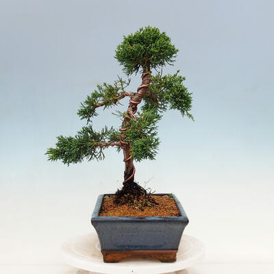 Outdoor bonsai - Juniperus chinensis Kishu-Chinese Juniper - 2