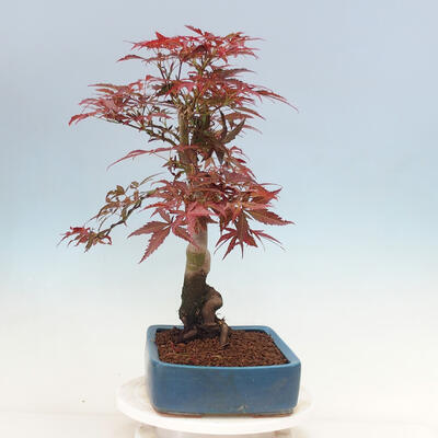 Outdoor bonsai - Acer palmatum Atropurpureum - Red palm maple - 2