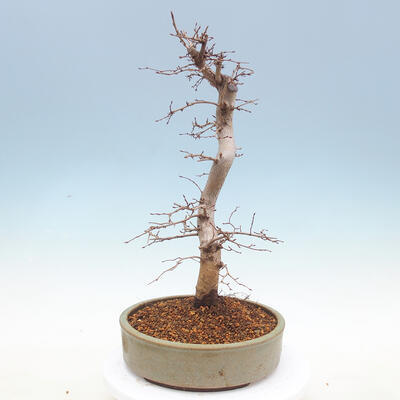Outdoor bonsai -Carpinus CARPINOIDES - Korean Hornbeam - 2