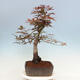 Outdoor bonsai - Acer palmatum Atropurpureum - Red palm maple - 2/4