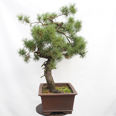 Outdoor bonsai - Mud pine - Pinus uncinata - 2