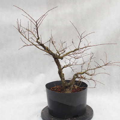 Outdoor bonsai clay had - leaves - Ulmus parviflora - 2