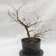 Outdoor bonsai clay had - leaves - Ulmus parviflora - 2/4