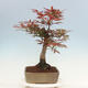 Outdoor bonsai - Acer palmatum Atropurpureum - Red palm maple - 2/5