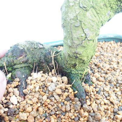 Outdoor bonsai -Modřín-deciduous Larix decidua - 2