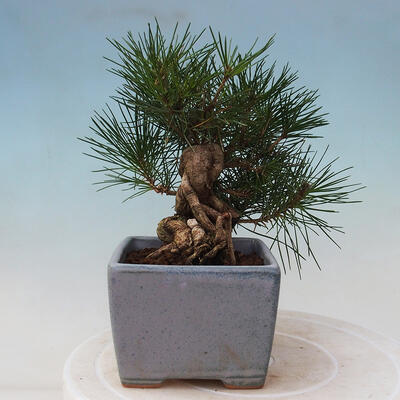 Outdoor bonsai - Pinus thunbergii - Thunbergia pine - 2
