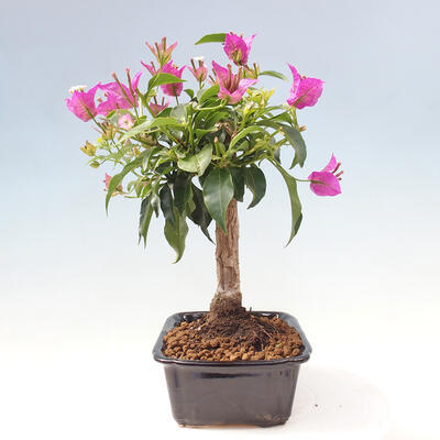 Indoor bonsai - Bouganwilea - 2
