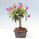 Indoor bonsai - Bouganwilea - 2/6