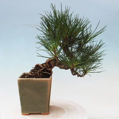 Outdoor bonsai - Pinus thunbergii - Thunbergia pine - 2
