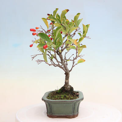 Outdoor bonsai - Pourthiaea villosa - Hairy lightning - 2
