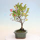 Outdoor bonsai - Pourthiaea villosa - Hairy lightning - 2/5