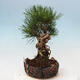 Outdoor bonsai - Pinus thunbergii - Thunbergia pine - 2/5