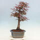Outdoor bonsai - Acer palmatum Atropurpureum - Red palm maple - 2/5