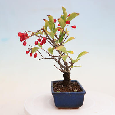 Outdoor bonsai - Pourthiaea villosa - Hairy lightning - 2