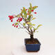 Outdoor bonsai - Pourthiaea villosa - Hairy lightning - 2/5