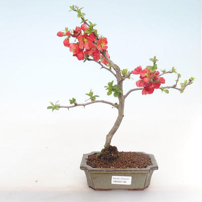 Outdoor bonsai - Chaenomeles spec. Rubra - Quince VB2020-186 - 2