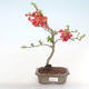 Outdoor bonsai - Chaenomeles spec. Rubra - Quince VB2020-186 - 2/3