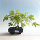 Outdoor bonsai-Acer campestre-Babyka maple - 2/2