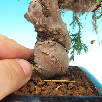Outdoor bonsai - Juniperus chinensis Itoigava-Chinese juniper - 2