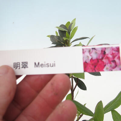Outdoor bonsai - Japanese azalea - Azalea MEISUI - 2